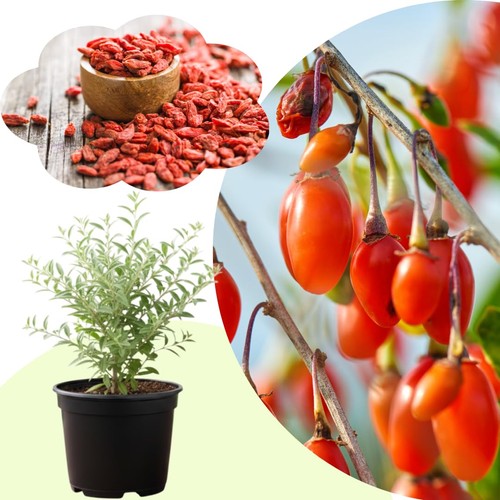 Red goji berry tree live - red,