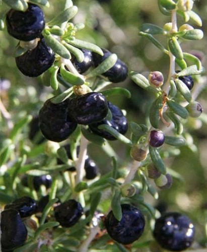 Black goji berry lycium - goji,