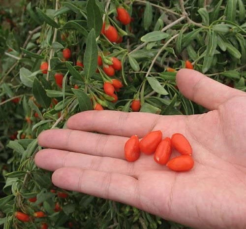 Goji berry plant lycium 4 - goji,